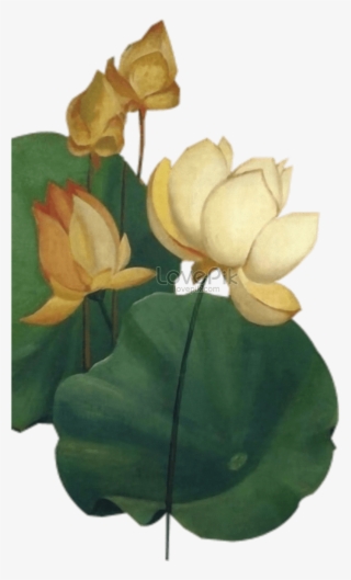 794 X 1200 3 - Sacred Lotus