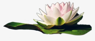 Water Sticker - Sacred Lotus