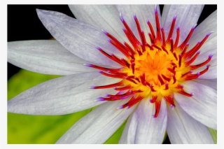 The Shop - Sacred Lotus