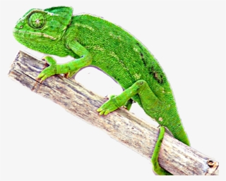 Chameleon Sticker - Camaleon