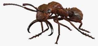 Overgrown Forager Ant - Macro Photography