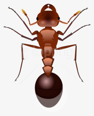 Free Png Images - Fire Ant Png