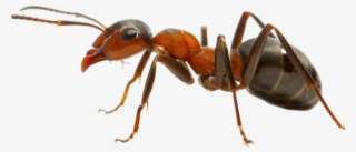 Ant With Transparent Background