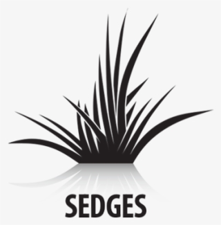 Katana Turf Herbicide Controls Poa Annua Plus - Agave Azul