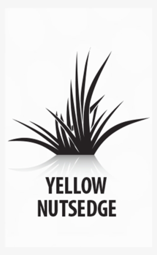 Q4® Plus Turf Herbicide For Grassy & Broadleaf Weeds - Agave Azul