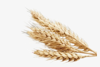 Wheat Png Background - Wheat Png
