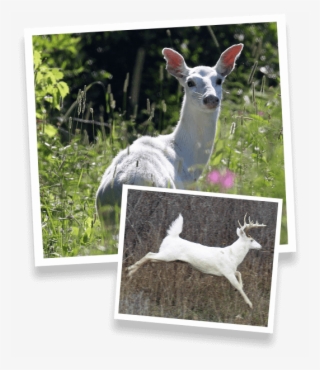 Special Tours - White-tailed Deer