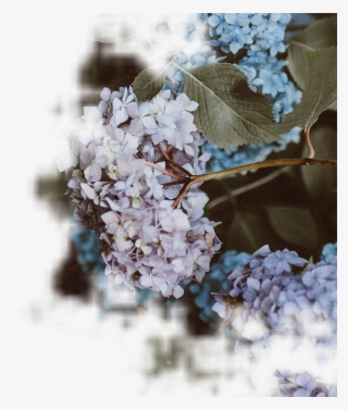 Our Wedding Florist Offers Stunning Flowers At Wholesale - Hydrangea Serrata