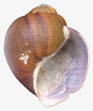 063 Schrammi Mnhn 2 - Shell