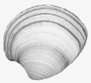 Clam - Baltic Clam