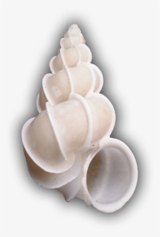 Epitonium Scalare Trp 4 - Epitonium Scalare