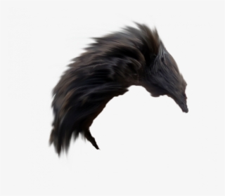 Hair Png Pngstocks Download Below The Link - American Crow