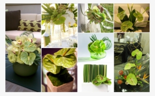 Green Anthurium - Anthurium Centerpieces For Wedding
