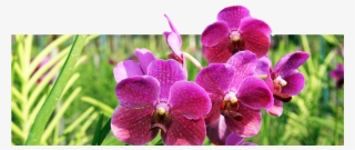 Beautiful Of Thai Orchid - Moth Orchid