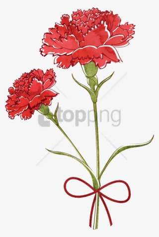 Free Png Carnation Watercolor Png Image With Transparent - Carnation Flower Drawing