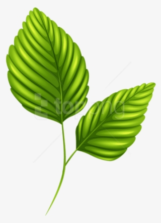 Free Png Download Two Green Leaves Clipart Png Photo - Clipart Leaves Png