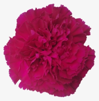 Golem - Carnation - Carnation