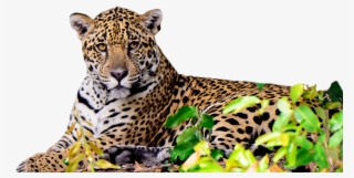 “o Corredor Do Jaguar Pode Se Tornar A Maior História - Jaguar De Quintana Roo