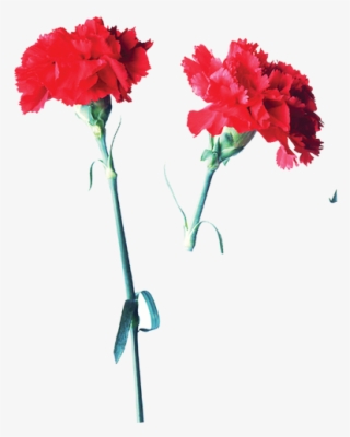 Svg Freeuse Stock Garden Roses Flower Mother S Day - Red Carnation Flower Transparent