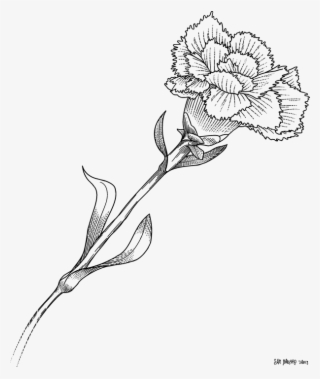 Floral Design Monochrome - White Carnation Drawing Transparent