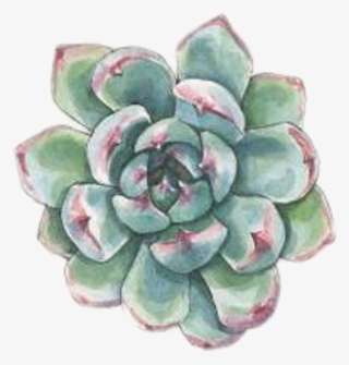 #art #watercolor #succulent #succulents #plant #plants