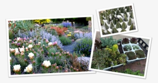 Cold Hardy Succulent - Ice Plant