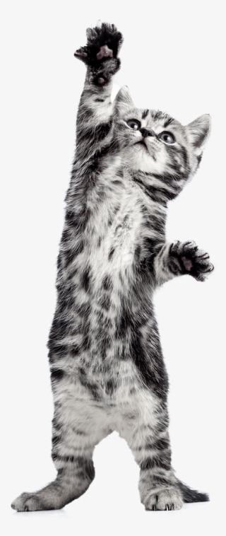 Kitten Foster 2trsp - Cat