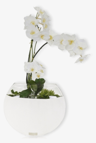 Description - Bougainvillea