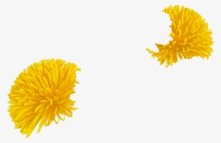 Daffodil - Dandelion