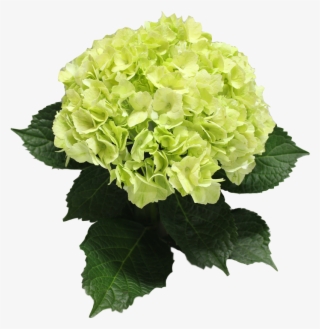 Please Don't Forget To Use Your Discount Cupon - Artificial Flower