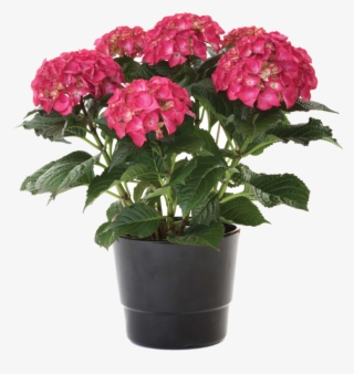 Hydrangea Plant - Plante Exterieur Grosse Fleur