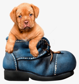 Free Png Download Cute Puppies Png Png Images Background - Cute Transparent Background Dog Png