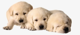 Puppies Png - Dog