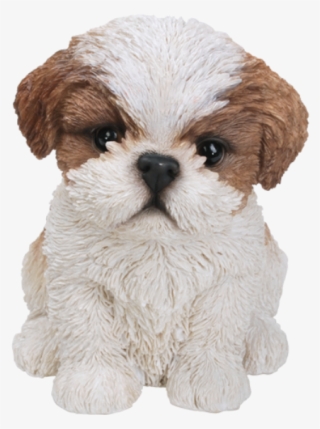 Puppy Bichon Frise Poodle Yorkshire Terrier Maltese - Brown Shih Tzu Pup