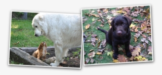 Two Puppies And One Dog - Labrador Retriever