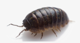 800 X 400 5 - Sow Bug