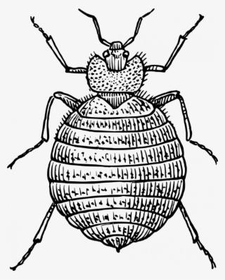 Drawn Bugs Bed Bug - Bedbug Clipart