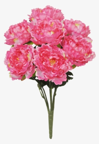 22" Peony Bush - Common Peony