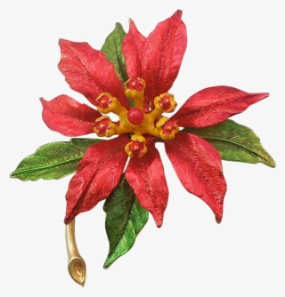 853 X 853 0 - Poinsettia