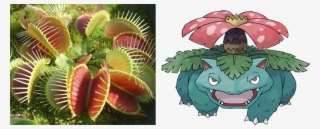 View 1520536419018 , - Pokemon Venusaur