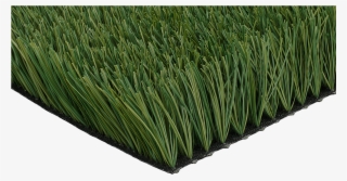 Ccgrass Artificial Grass Product Monofilament Grass - Chrysopogon Zizanioides
