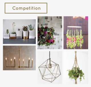 Stem-competition - Cut Flowers