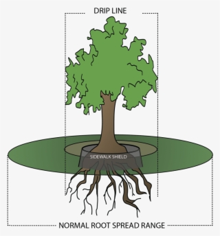 The Drip Line Of A Tree Is The Outermost Area That - Elm