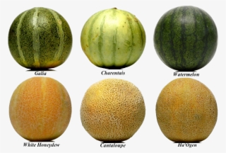 Honey Dew Melon Clipart Yellow Watermelon - Cantaloupe Varieties