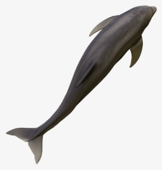 64k Dolphin07 Kpl - Common Bottlenose Dolphin