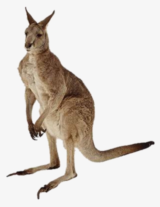 Kangaroes - Picsart All New 2018 Png