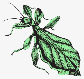 Publications - Illustration