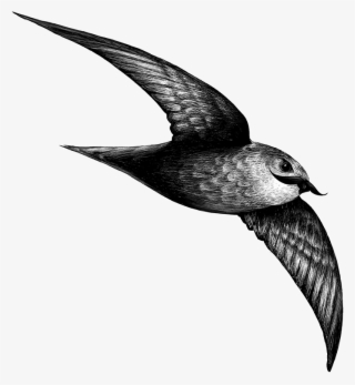 Chaetura Hipsterus - Vaux S Swift