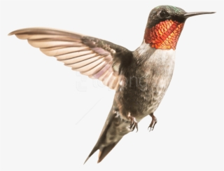 Free Png Download Hummingbird Png Images Background - Ruby Throated Hummingbird Migration