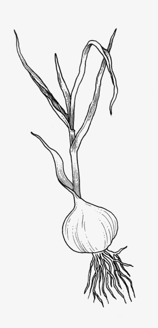 Herbal Alphabet - Garlic - Sketch